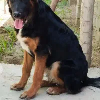 سگ ژرمن مو بلند