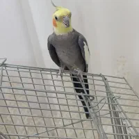 عروس هلندی نر