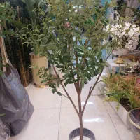 درختچه زیتون وارداتی ارتفاع ۱۶۰  (مصنوعی)