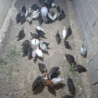 جوجه بوقلمون ۳۵ روزه
