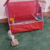 قفس عروس هلندی