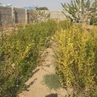 باغ