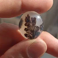 دوعدد شجر درشت تک درخت سوزنی قائن