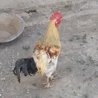 خروس جوان