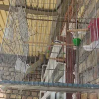 قفس مرغ و کبوتر