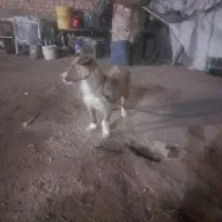 واگذاری سگ پا کوتاه