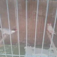 دوجفت فنج نرگسی شکلاتی وایزابل