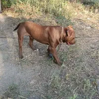 سگ پیت بول