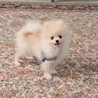 سگ پامر