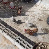 گله ۶تایی مرغ خروس سیبرایت چهل تاج