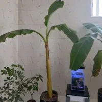 نهال موز