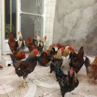 مرغ وخروس برای قربانی