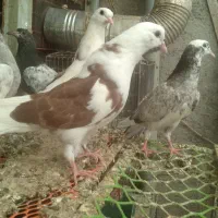 17  تا  جوجه پرشی تهرانی و پاکستانی