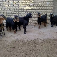 بره و بزغاله ترجک تعداد محدود    قصابی هم میشود