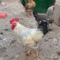 مرغ وخروس محلی