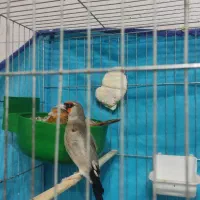 سهره کرمانی