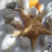صدف اگواریوم