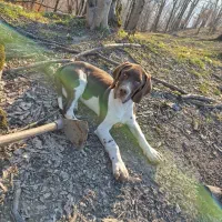 سگ شکاری دنبلانی