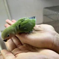 کوتوله برزیلی رام