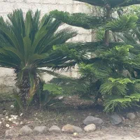 سیکاس|خدمات باغبانی و درختکاری|خمام, |دیوار