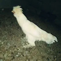 خروس سلطان