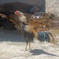 مرغ و خروس لاری
