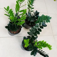 اریکا پتوس یوکا سانسوریا