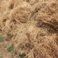 یونجه