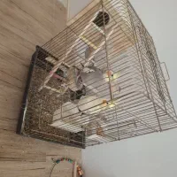 یک جفت عروس هلندی به همراه قفس ولانه