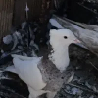 کبوتر
