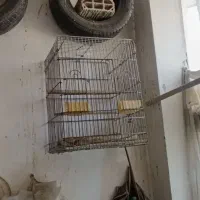 قفس کاسکو