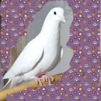 کبوتر پرشی