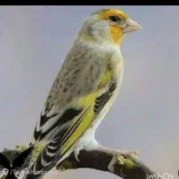 سهره خاکی قرص