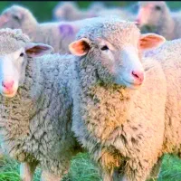 بره نر و ماده گوسفند زنده