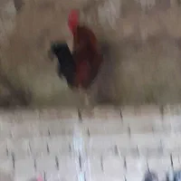 خروس چاق وزیبا