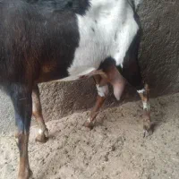 بز صلاله اصیل با یه بزغاله ماده