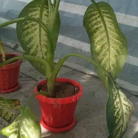 گل دیفن باخیا سر حال