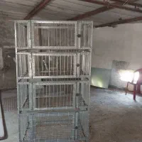 قفس مرغ و جوجه
