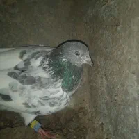 کبوتر پاکستانی