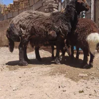 نوبخت فروشی