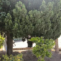 فروش سیم کارت