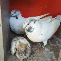 کفتر. کبوتر. جزعی. توضیحات رو بخون