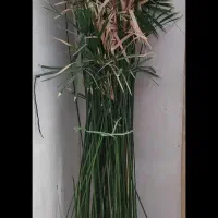گل نخل مرداب ۳ متری