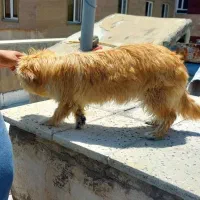 واگذاری   سگ  ماده