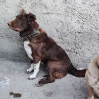سگ گمشده