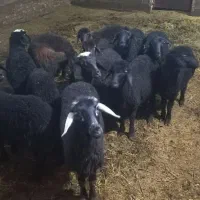 بره ماده قره قزل و قزل افشار