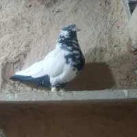 کبوتر