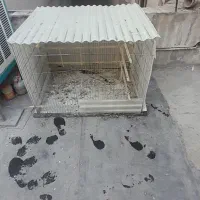 قفس کفتر