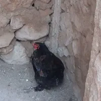 حیوان مزرعه