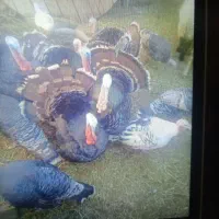 بوقلمون 15عدد دونه ای دومیلیون